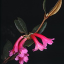 Rhododendron-warianum-Bulldog-Rd-PNG-1975-075