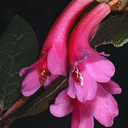 Rhododendron-warianum-Bulldog-Rd-PNG-1975-075 v2
