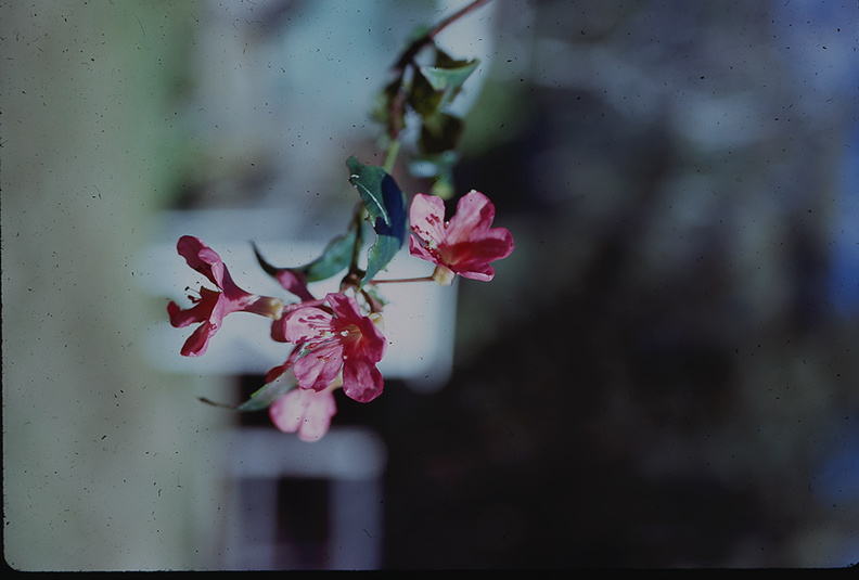 Rhododendron-wentium-PNG-1975-102.jpg