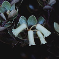 Rhododendron-yelliotii-alba-Mt-Albert-Edward-PNG-1976-132.jpg