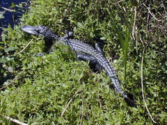 alligator juvenile Lafitte Louisiana