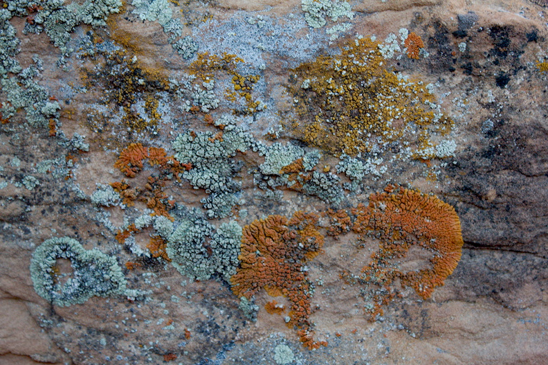 lichens-Daddy-Canyon-Nine-Mile-Canyon-Uintas-2016-11-07-IMG_3528.jpg