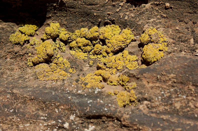 lichens-Daddy-Canyon-Nine-Mile-Canyon-Uintas-2016-11-07-IMG_3540.jpg