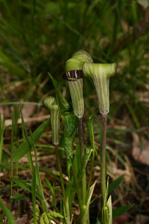 Arisaema-triphyllum-jack-in-the-pulpit-Amberg-WI-2008-06-01-img 7314