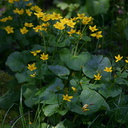 Caltha-palustris-marsh-marigold-Amberg-WI-2008-06-01-img 7296