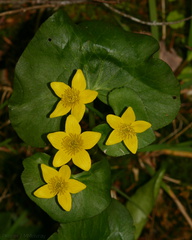 Caltha-palustris-marsh-marigold-Amberg-WI-2008-06-01-img 7297