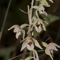 Epipactis-sp-orchid-near-cottage-Door-County-2016-08-08-IMG_3406.jpg