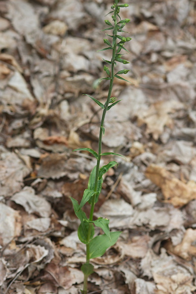 Epipactis-sp-railroad-tracks-S-of-Pike-River-Amberg-Wisconsin-2012-07-17-IMG 6259