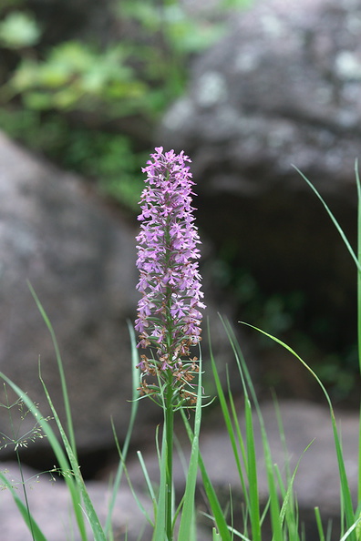 Platanthera-psycodes-lesser-purple-fringed-orchid-streamside-Amberg-Wisconsin-2012-07-17-IMG 6251