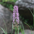 Platanthera-psycodes-lesser-purple-fringed-orchid-streamside-Amberg-Wisconsin-2012-07-17-IMG_6251.jpg