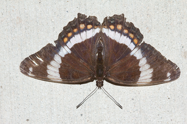 butterfly-white-admiral-Amberg-Wisconsin-2012-07-17-IMG_6267.jpg
