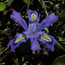 ridges iris1