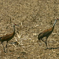 sandhill-crane-pair-in-stubble-field-nr-Stoughton-WI-2008-05-22-img 7182