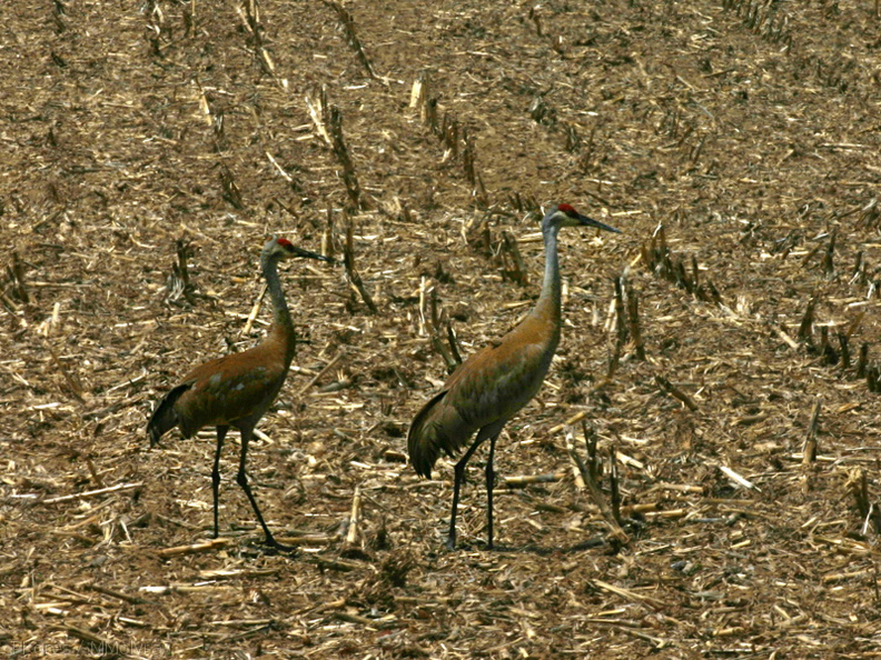sandhill-crane-pair-in-stubble-field-nr-Stoughton-WI-2008-05-22-img_7184.jpg