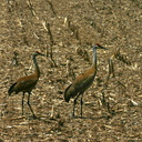 sandhill-crane-pair-in-stubble-field-nr-Stoughton-WI-2008-05-22-img 7184