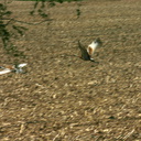 sandhill-crane-pair-in-stubble-field-nr-Stoughton-WI-2008-05-22-img 7190