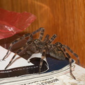 wolf-spider-largish-Wisconsin-2012-07-16-IMG_6232.jpg