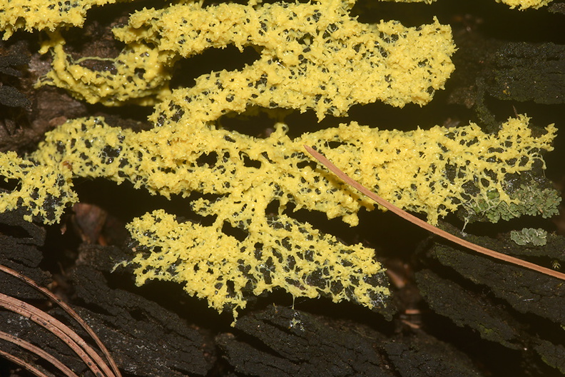 yellow-slime-mold-on-tree-stump-Wisconsin-2012-07-15-IMG_6226.jpg