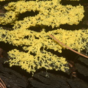 yellow-slime-mold-on-tree-stump-Wisconsin-2012-07-15-IMG 6226