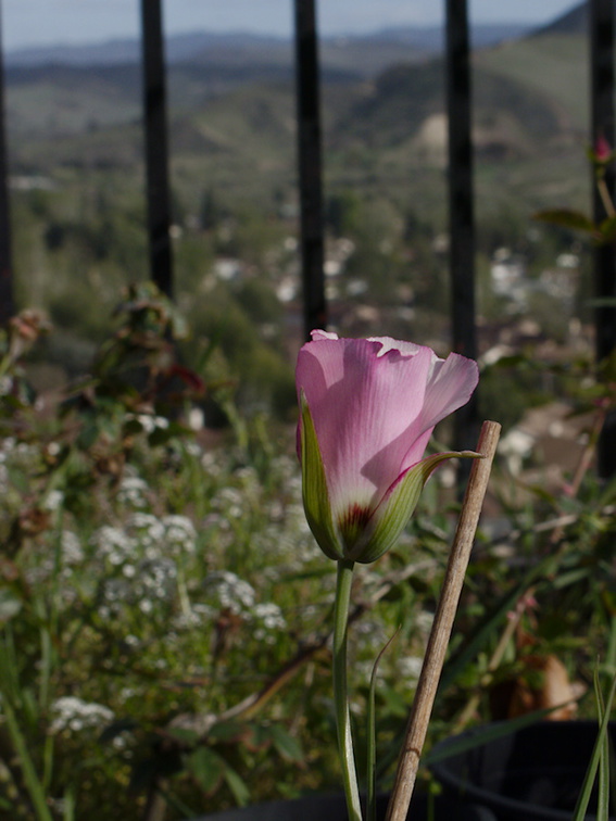 Calochortus-catalinae-Mariposa-lily-garden-2014-03-27-IMG 3422