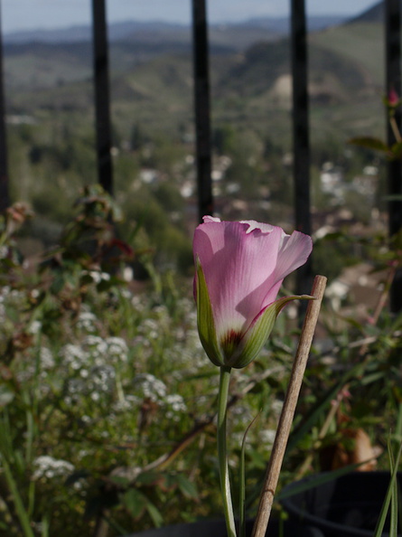 Calochortus-catalinae-Mariposa-lily-garden-2014-03-27-IMG_3422.jpg