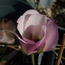 Calochortus-catalinae-Mariposa-lily-garden-2014-03-27-IMG 3425