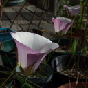 Calochortus-catalinae-mariposa-lily-2009-05-03-IMG 2776