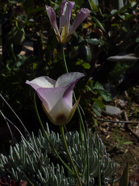 Calochortus-catalinae-mariposa-lily-garden-blooming-2014-04-14-IMG_3535.jpg