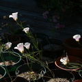 Calochortus-catalinae-mariposa-lily-garden-year5-2008-04-18-img_6907.jpg