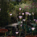 Calochortus-catalinae-mariposa-lily-garden-year5-2008-04-18-img_6947.jpg