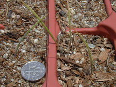 calochortus-seedlings-year1-12