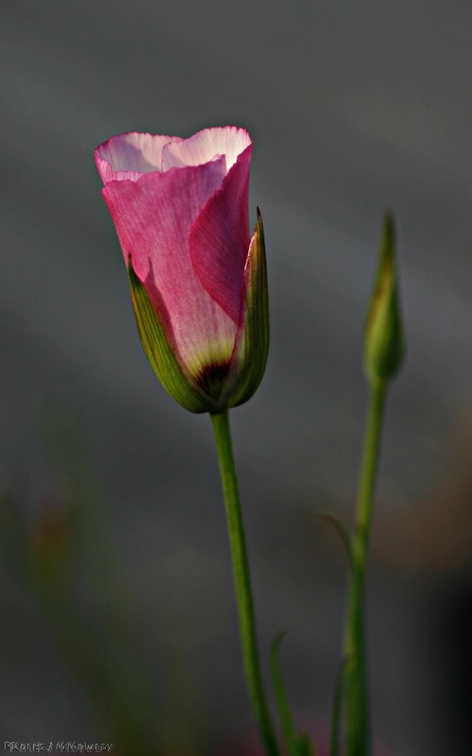 calochortus catalinae-pink bud-3772-