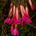 Cantua-buxifolia-2010-02-06CRW 8388
