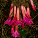 Cantua-buxifolia-2010-02-06CRW 8388