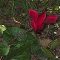 Cyclamen-red-and-Primula-gold-lace-2012-04-28-IMG_1653.jpg