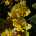 Freesia-flowers-2010-03-17-IMG 4005