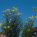 Helianthus-tuberosus-jerusalem-artichoke-in-full-flower-2012-08-30-IMG_2733.jpg