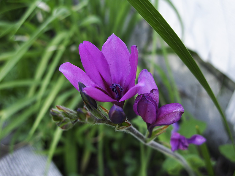 Ixia-ixioides-purple-flowers-2010-03-17-IMG_4002.jpg