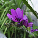 Ixia-ixioides-purple-flowers-2010-03-17-IMG 4002