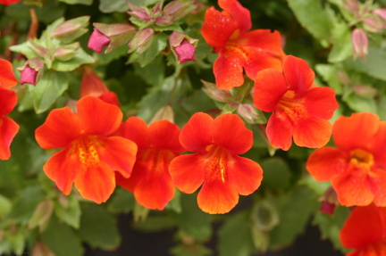 Mimulus red1