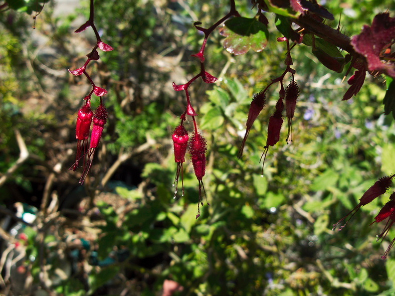 Ribes-speciosum-fuchsia-flowered-ribes-in-garden-2011-04-23-IMG_7691.jpg