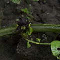 Solanum-potato-aboveground-tuber-sprouting-2010-03-17-IMG_3997.jpg