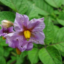 Solanum-tuberosum-potato-2009-05-17-IMG 2809