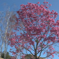 Tabebuia-sp-pink-trumpet-tree-white-birch-in-garden-2015-02-24-IMG_4460.jpg