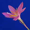 Zephyranthus-rain-lily-flower-2009-07-06-IMG 3121
