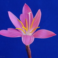 Zephyranthus-rain-lily-flower-2009-07-06-IMG 3123