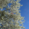 apple-tree-blooming-2015-02-03-IMG_4409.jpg