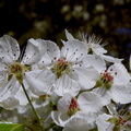 apple-tree-flowering-2016-02-09-IMG_6473.jpg