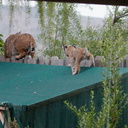 bobcat-and-her-three-kits-in-back-garden-Moorpark-2015-05-05-IMG 0620