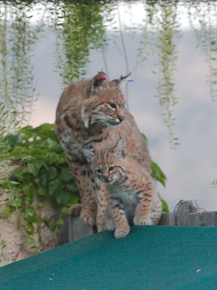 bobcat-and-her-three-kits-in-back-garden-Moorpark-2015-05-09-IMG_0677.jpg